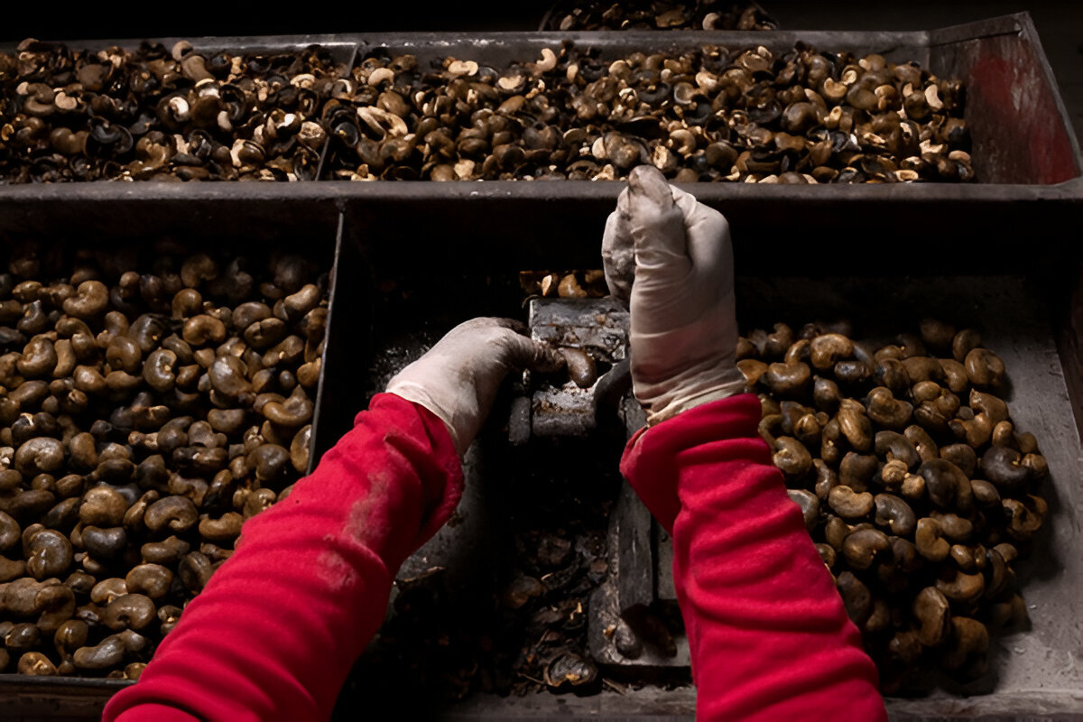 cutting shelling and cutting